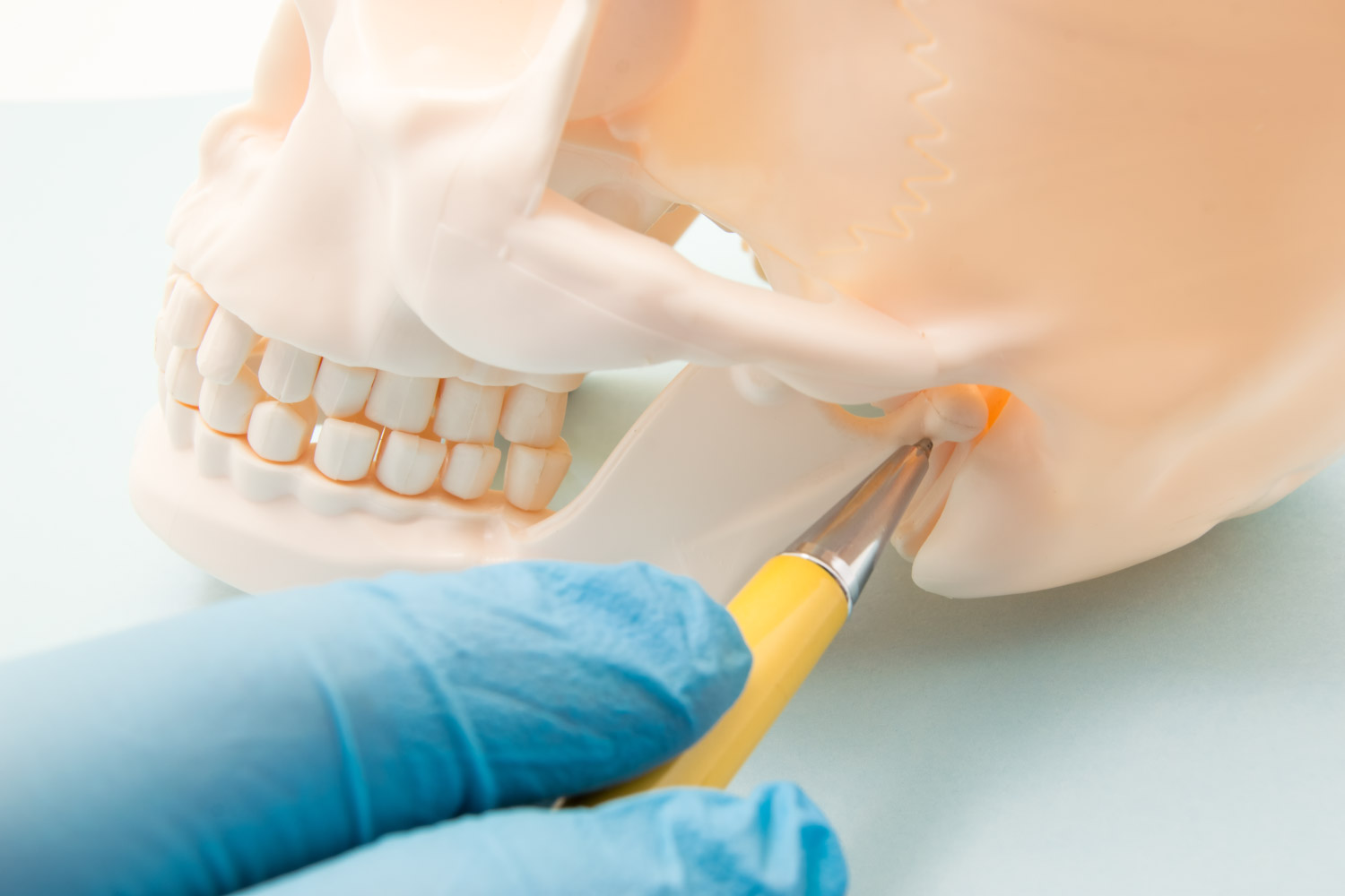 A blue gloved hand uses a yellow pen to point to the TMJ on a model skull, dentist in bentonville